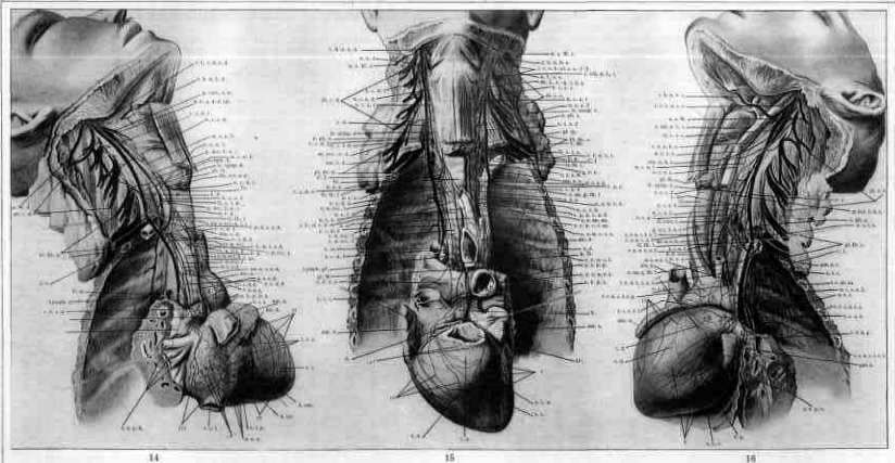 Vegetative Nervous System: figure 4 from the 1928–1936 encyclopedia article
