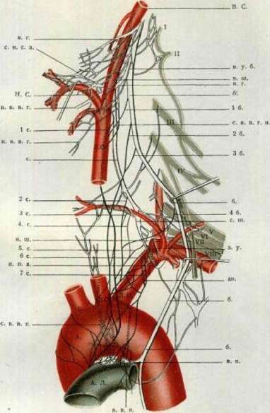 Vegetative Nervous System: figure 9 from the 1928–1936 encyclopedia article