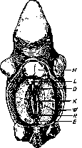 Wolffian Body: figure 1 from the 1928–1936 encyclopedia article