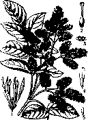 Mania and Manna: figure 1 from the 1928–1936 encyclopedia article
