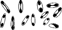 Bacteria: figure 1 from the 1928–1936 encyclopedia article