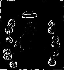Bacteria: figure 7 from the 1928–1936 encyclopedia article