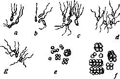 Bacteria: figure 5 from the 1928–1936 encyclopedia article