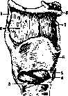 Larynx: figure 4 from the 1928–1936 encyclopedia article