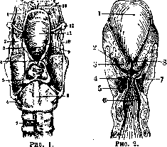 Larynx: figure 1 from the 1928–1936 encyclopedia article