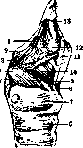 Larynx: figure 3 from the 1928–1936 encyclopedia article
