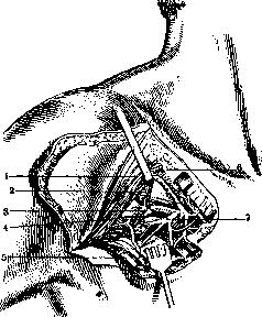 Mohrenheim's Fossa and Moria: figure 4 from the 1928–1936 encyclopedia article