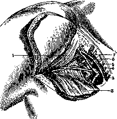 Mohrenheim's Fossa and Moria: figure 3 from the 1928–1936 encyclopedia article