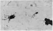 Bartonella: figure 6 from the 1928–1936 encyclopedia article