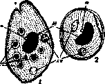 Balantidium Coli: figure 1 from the 1928–1936 encyclopedia article