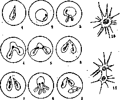 Babesia: figure 1 from the 1928–1936 encyclopedia article
